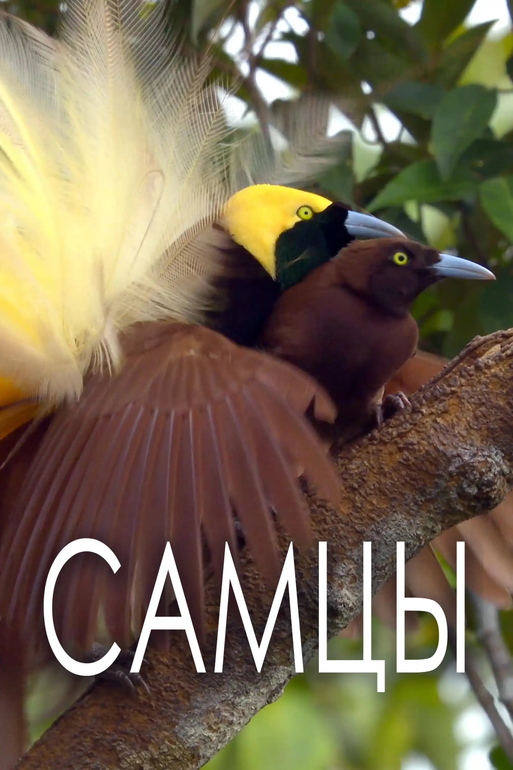  Самцы | The Male (2019) 