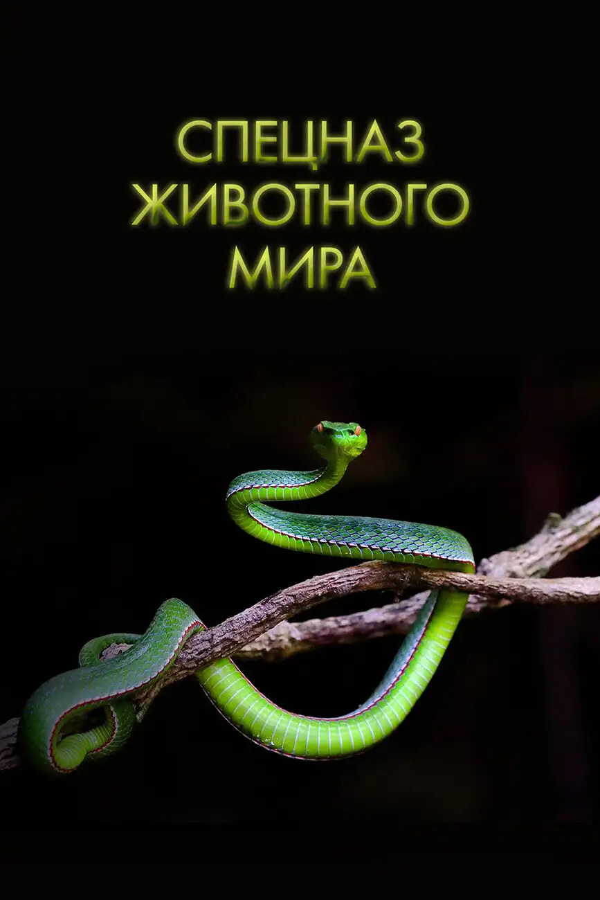 Спецназ животного мира | Animal Special Forces (2018)